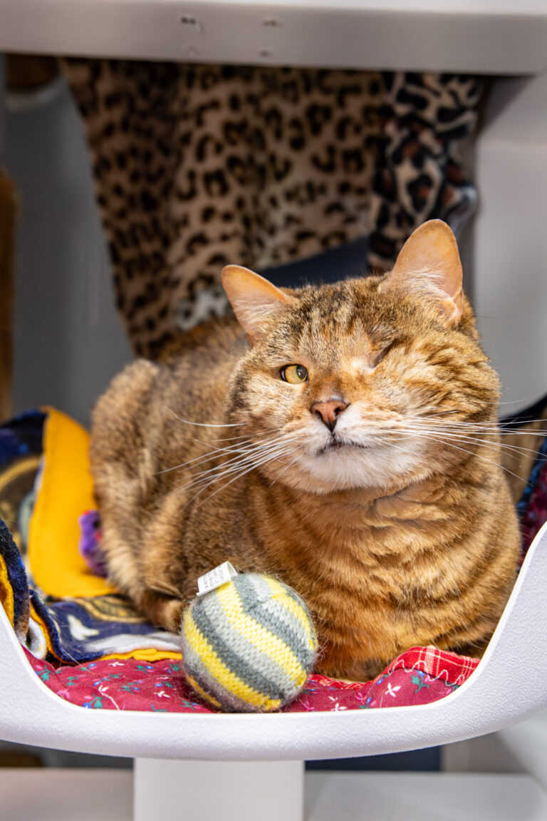 Coco the cat laying a cat tree and looks directly the camera. She is AWS' Pet of the Week.