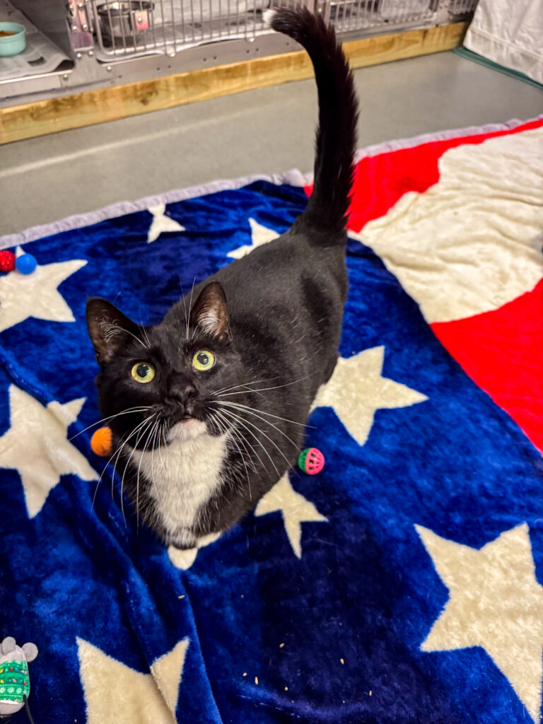 Eddie the tuxedo cat, stands on a blanket looking up at the camera. Pet of the Week 2026.