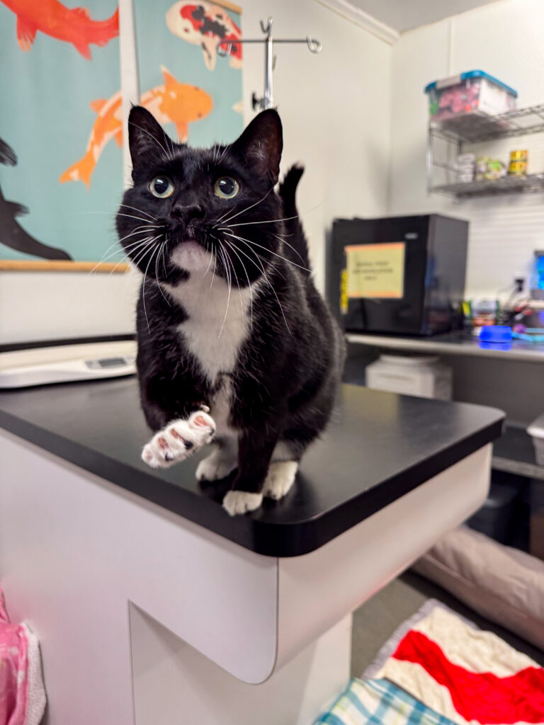 Eddie the tuxedo cat, stands on a table putting his paw out looking up. Pet of the Week 2026.