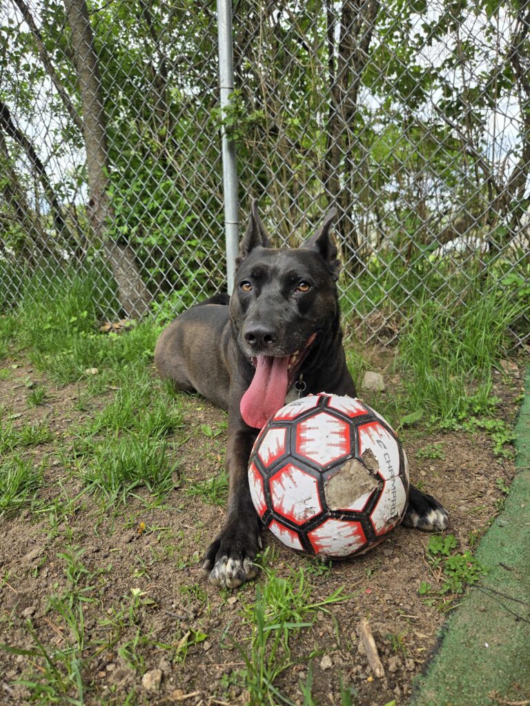 Coco, an adoptable dog at AWS, lays down on the grass next to a soccer ball. Pet of the Week, June 2026.