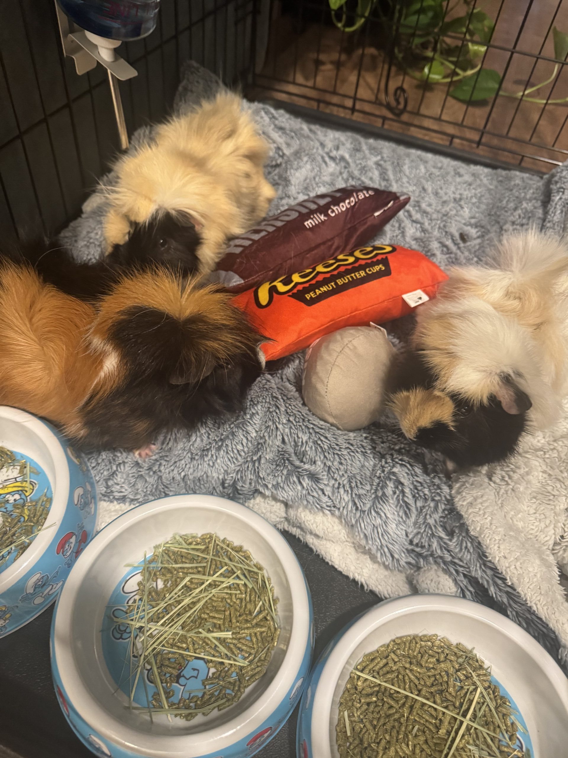 Fred, Emile and Remi