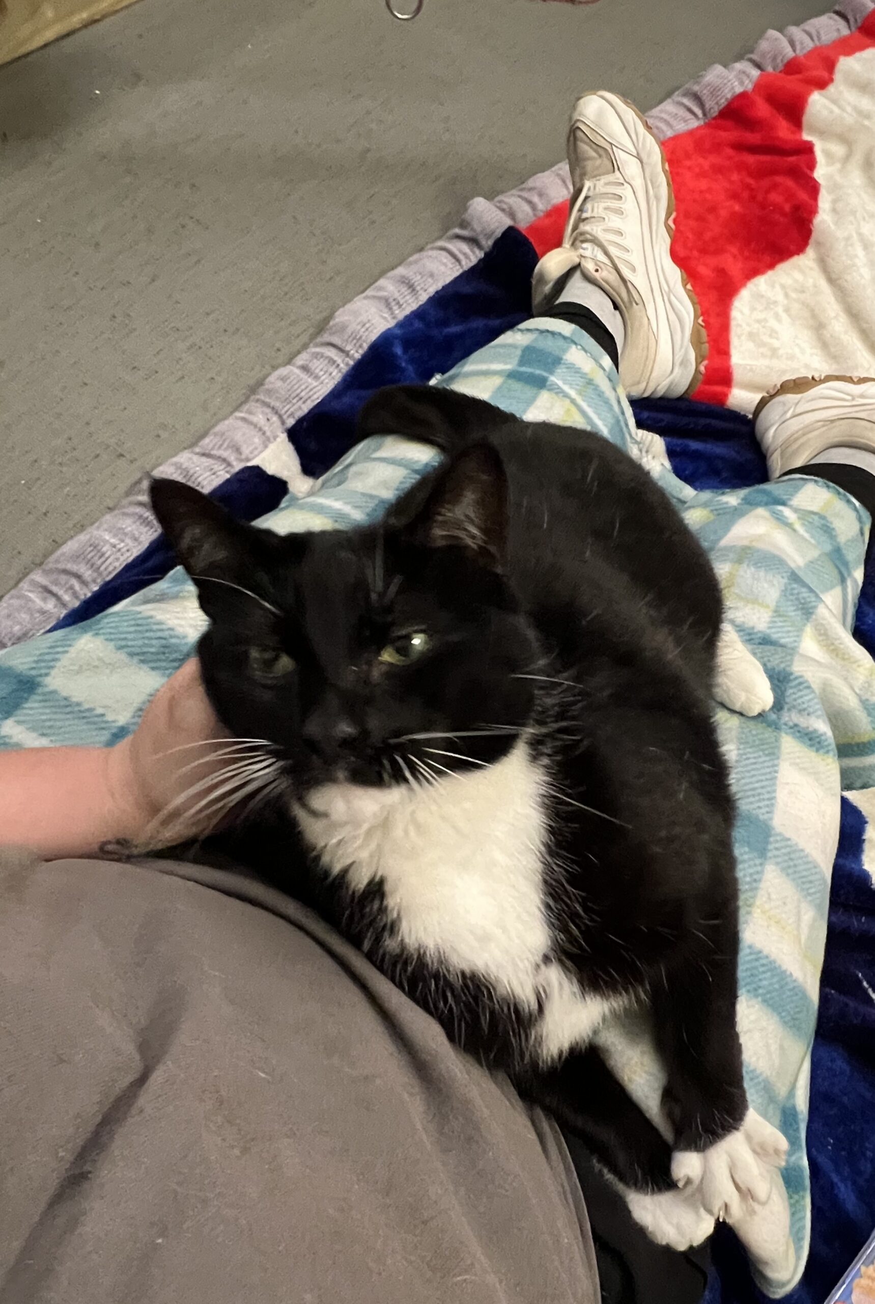 Eddie Wants to Be Your Lap Cat