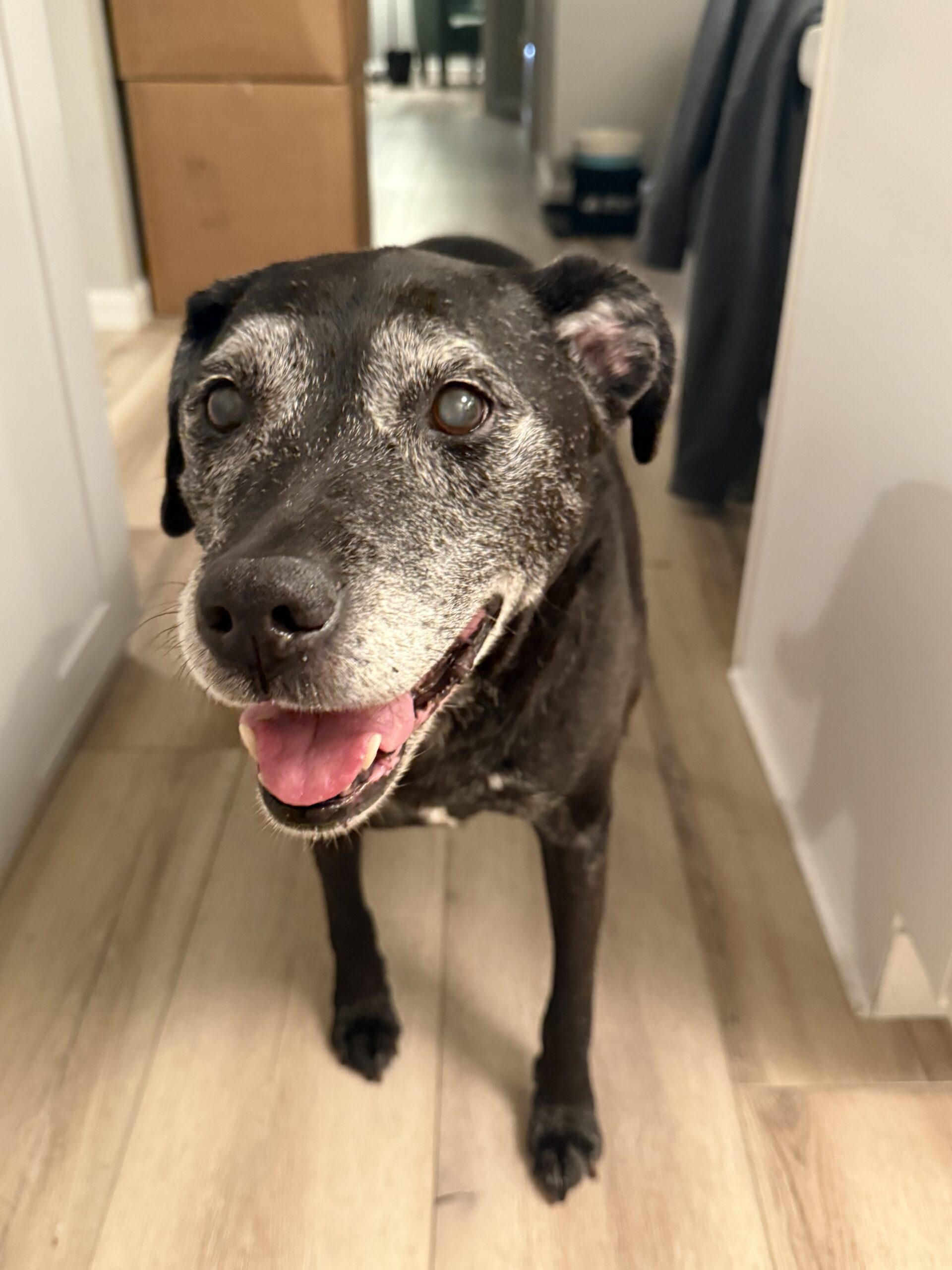 Gracie
