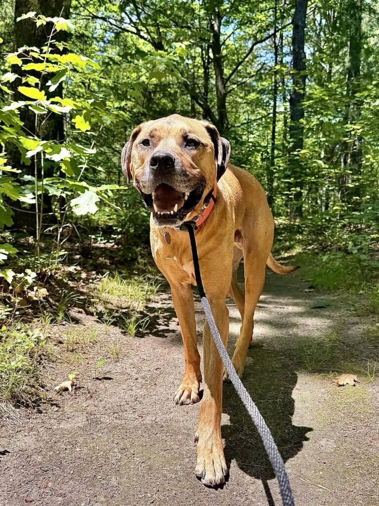 Apollo the adoptable dog at Animal Welfare Society walking on a trail outside. Pet of the Week 2026.
