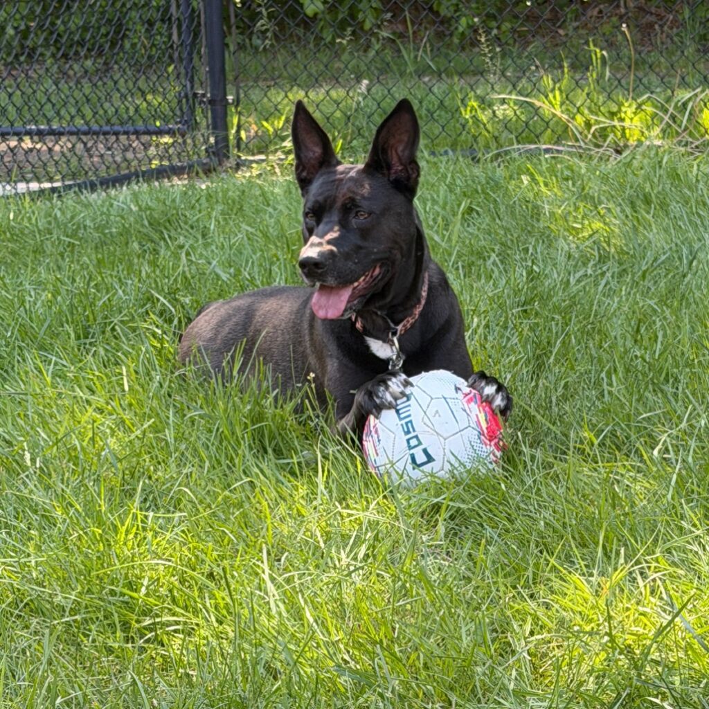 Coco, an adoptable dog at AWS, lays down on the grass next to a soccer ball. Pet of the Week, June 2026.