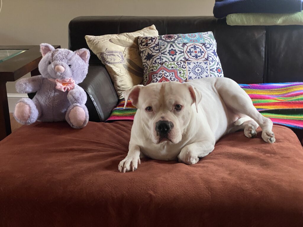Odette, an adoptable dog at AWS, lays on a couch with a stuffed animal looking up. AWS Pet of the Week 2026.