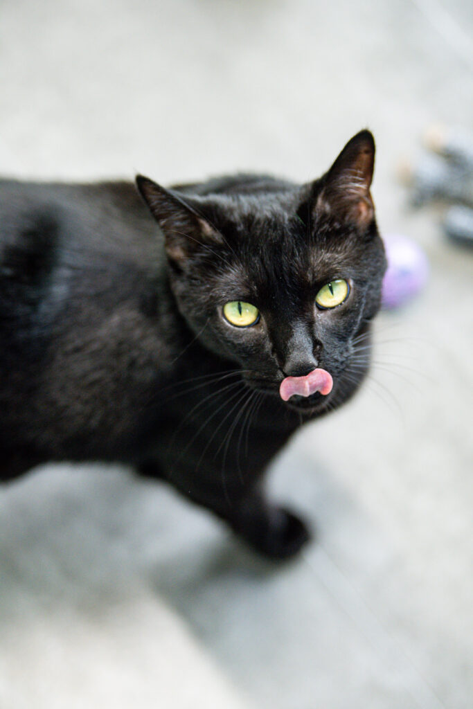 Chonk, an adoptable black at AWS, close up while licking her face. Pet of the Week 2026.