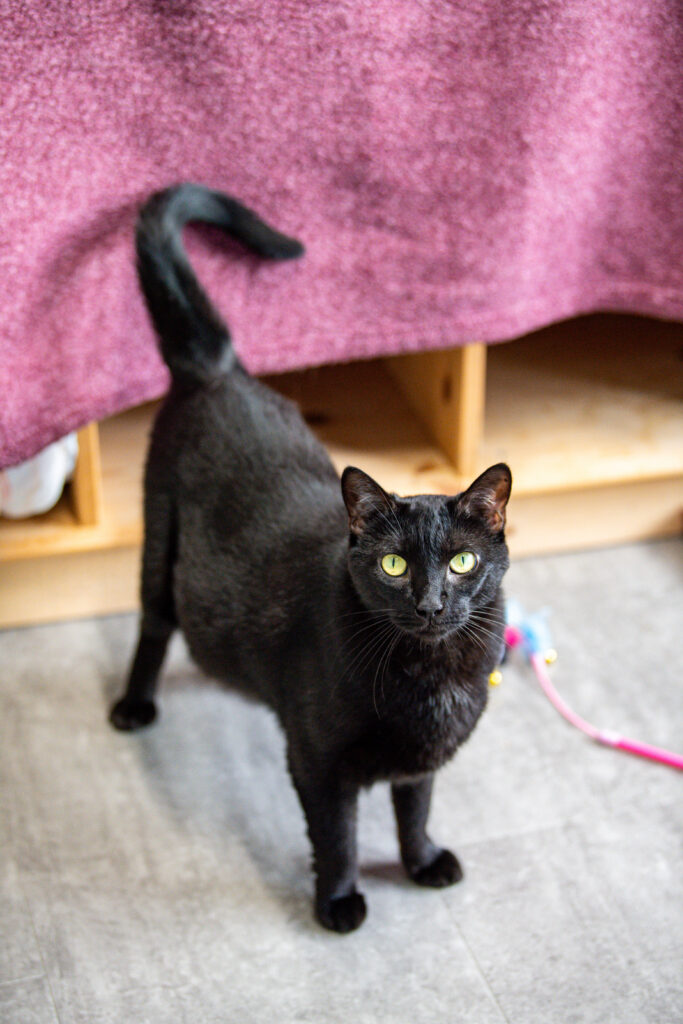 Chonk, an adoptable black at AWS, stands in her room looking up. Pet of the Week 2026.