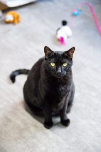 Chonk, an adoptable black at AWS, sits in her room looking up. Pet of the Week 2026.