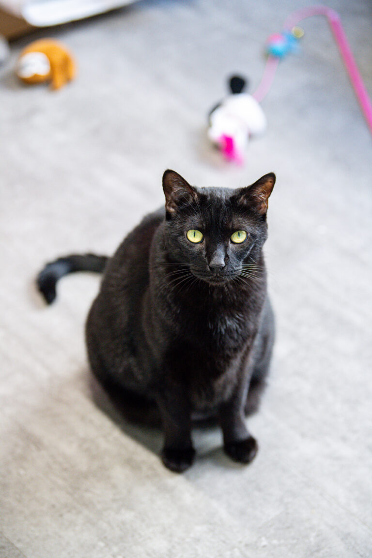 Chonk, an adoptable black at AWS, sits in her room looking up. Pet of the Week 2026.