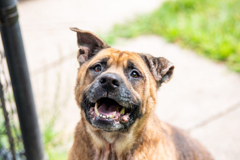 Thurgood, an adoptable dog at AWS, sits and looks up at the camera smiling waiting for a treat. AWS Pet of the Week, July 2026.