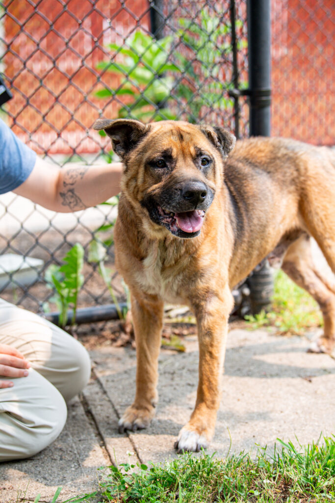 Thurgood, an adoptable dog at AWS, stands with an animal care tech and gets pets. AWS Pet of the Week, July 2026.