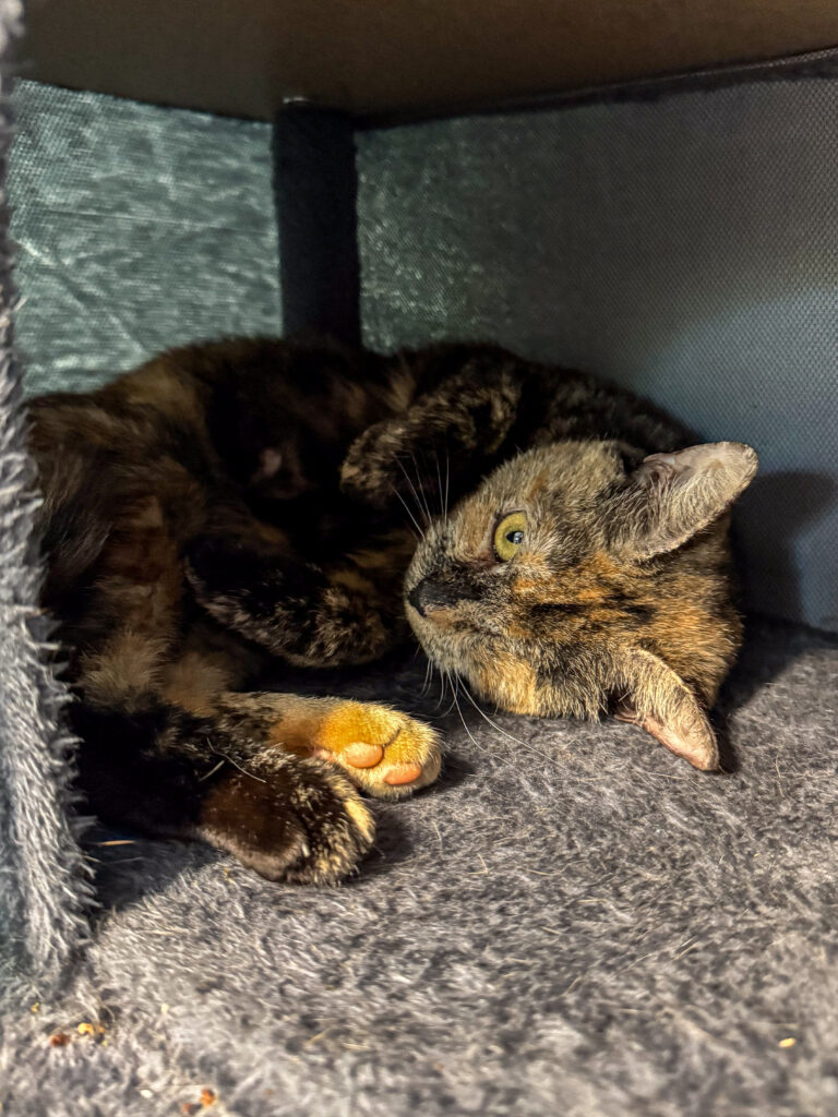 Nabisco, and adoptable cat at AWS, flops on her side in a cat tree looking for attention. Pet of the Week, July 2026.