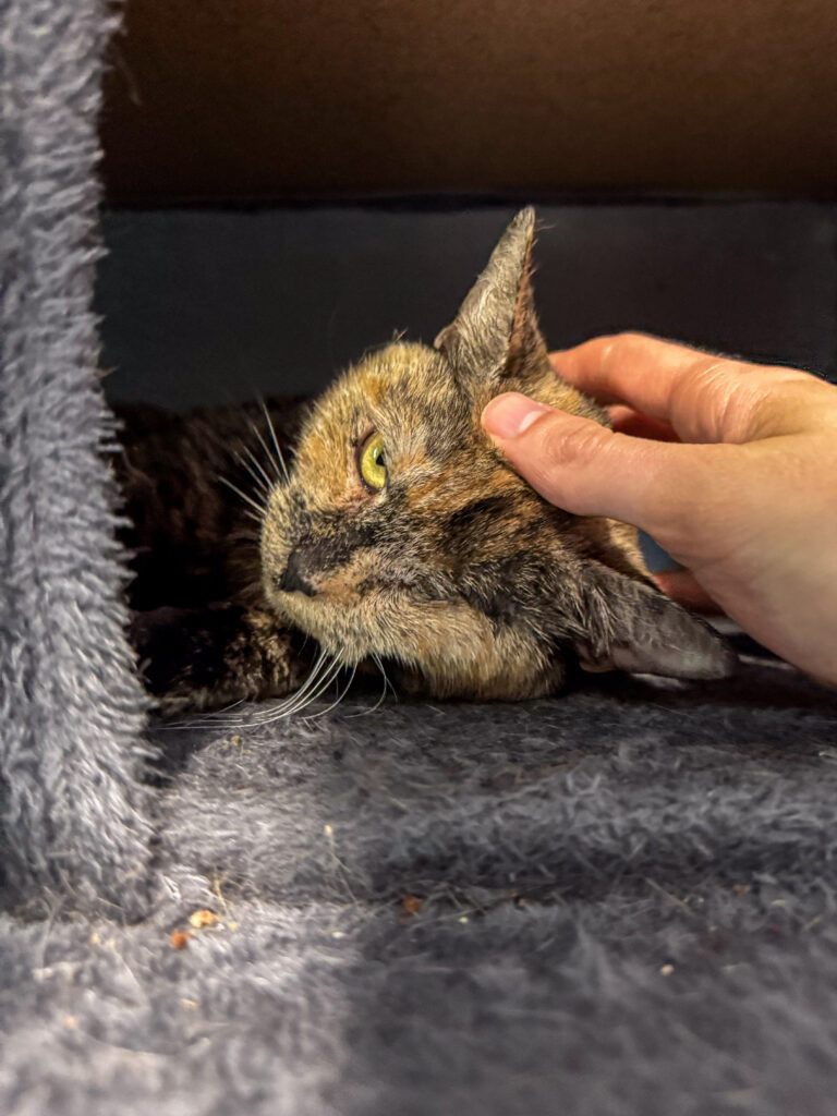 Nabisco, and adoptable cat at AWS, pokes her head out of a cat tree and is pet by a hand. Pet of the Week, July 2026.
