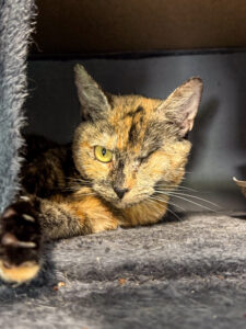 Nabisco, and adoptable cat at AWS, pokes her head out of a cat tree and sticks her paw at the camera. Pet of the Week, July 2026.