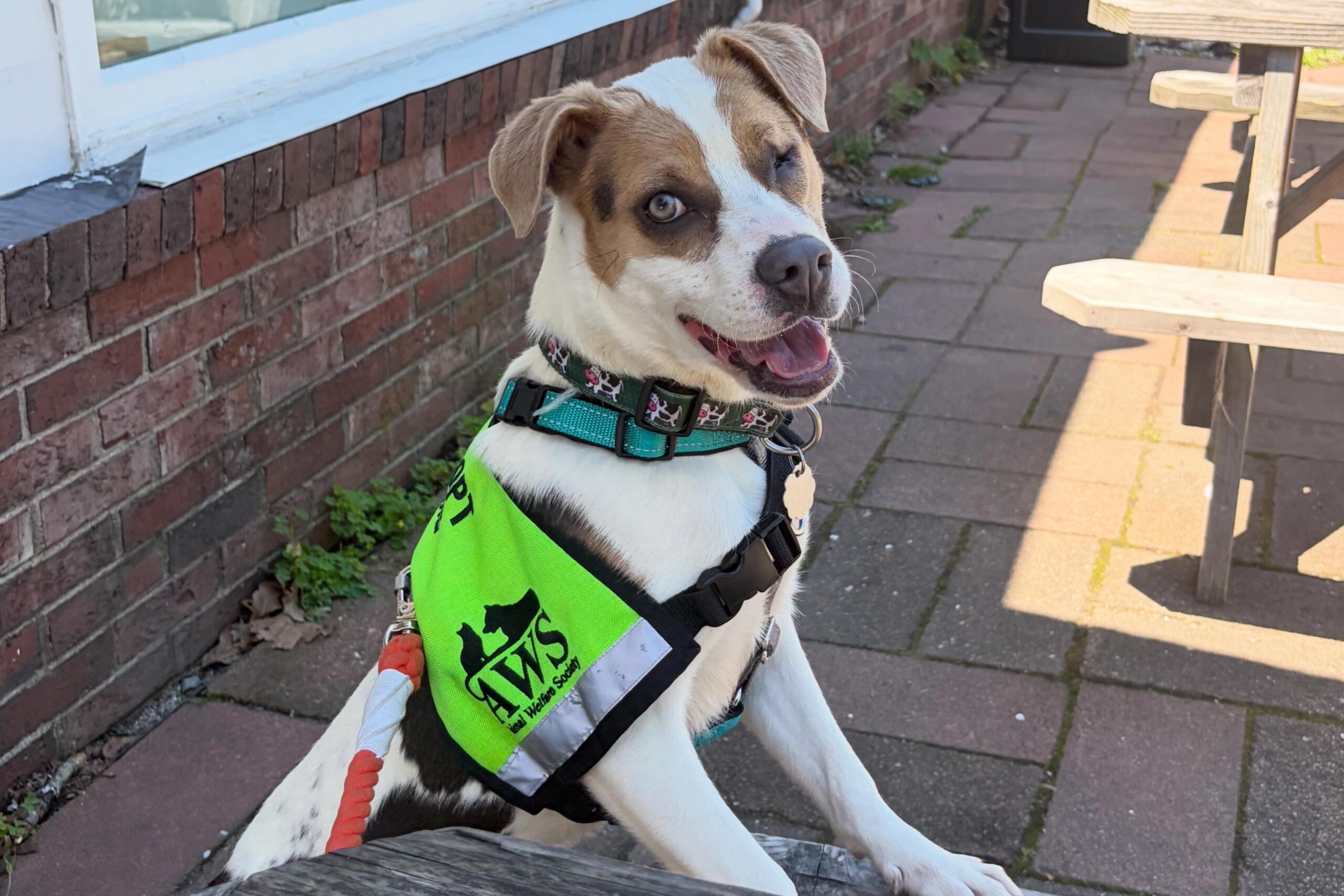 Jane is Looking for a Canine Companion