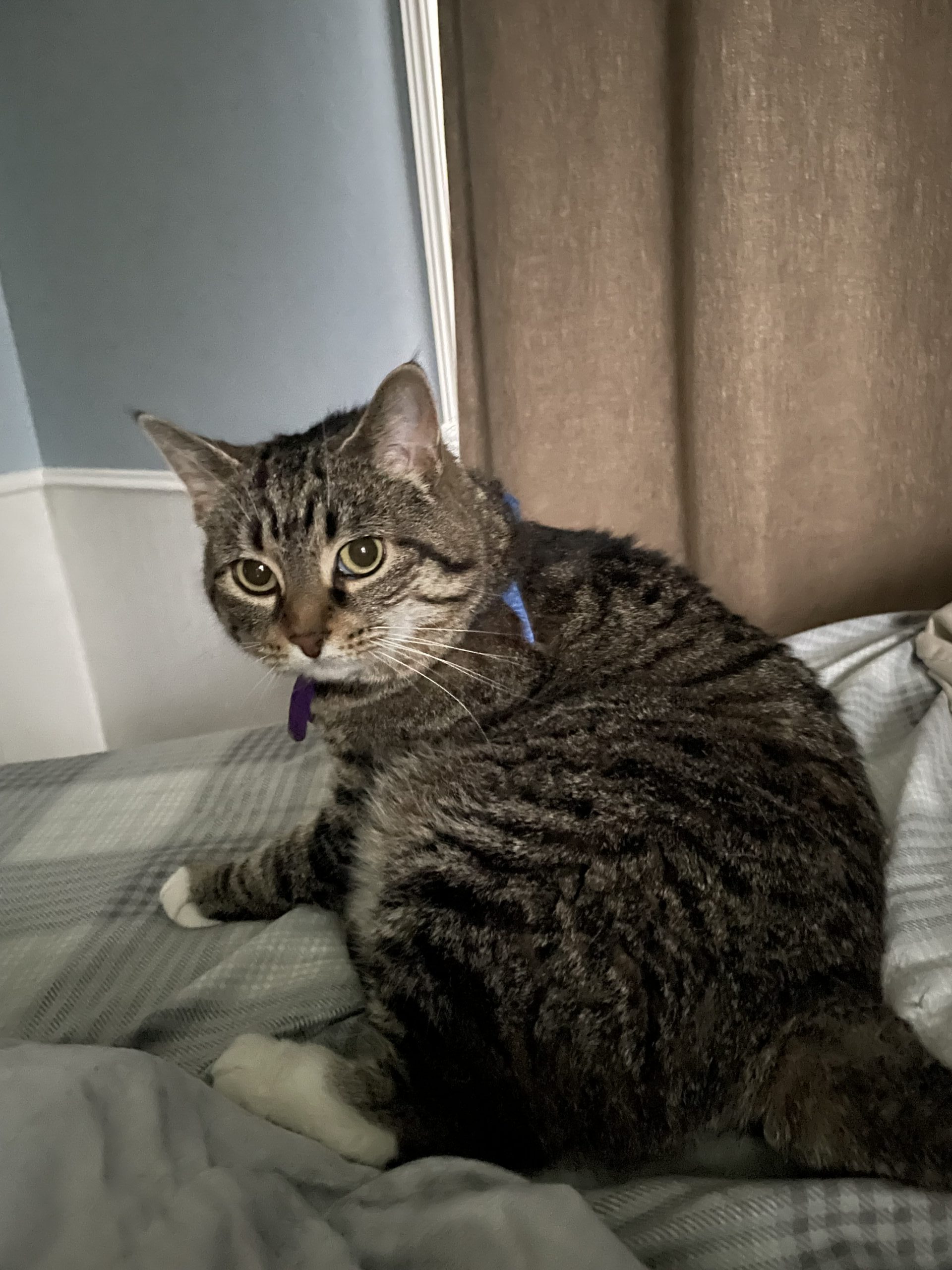 Tabby now Tappan Zee