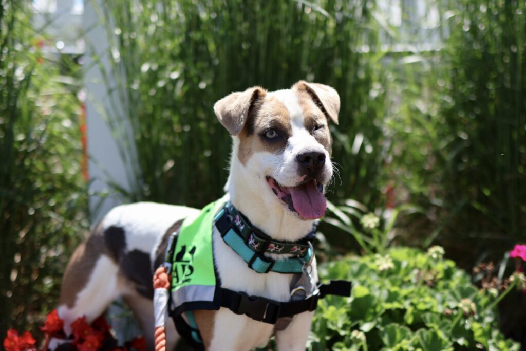 Jane, an adoptable dog at AWS, stands in a bed of flowers and smiles towards the camera on a dog date in Kennebunk, ME. Pet of the Week, July 2026.