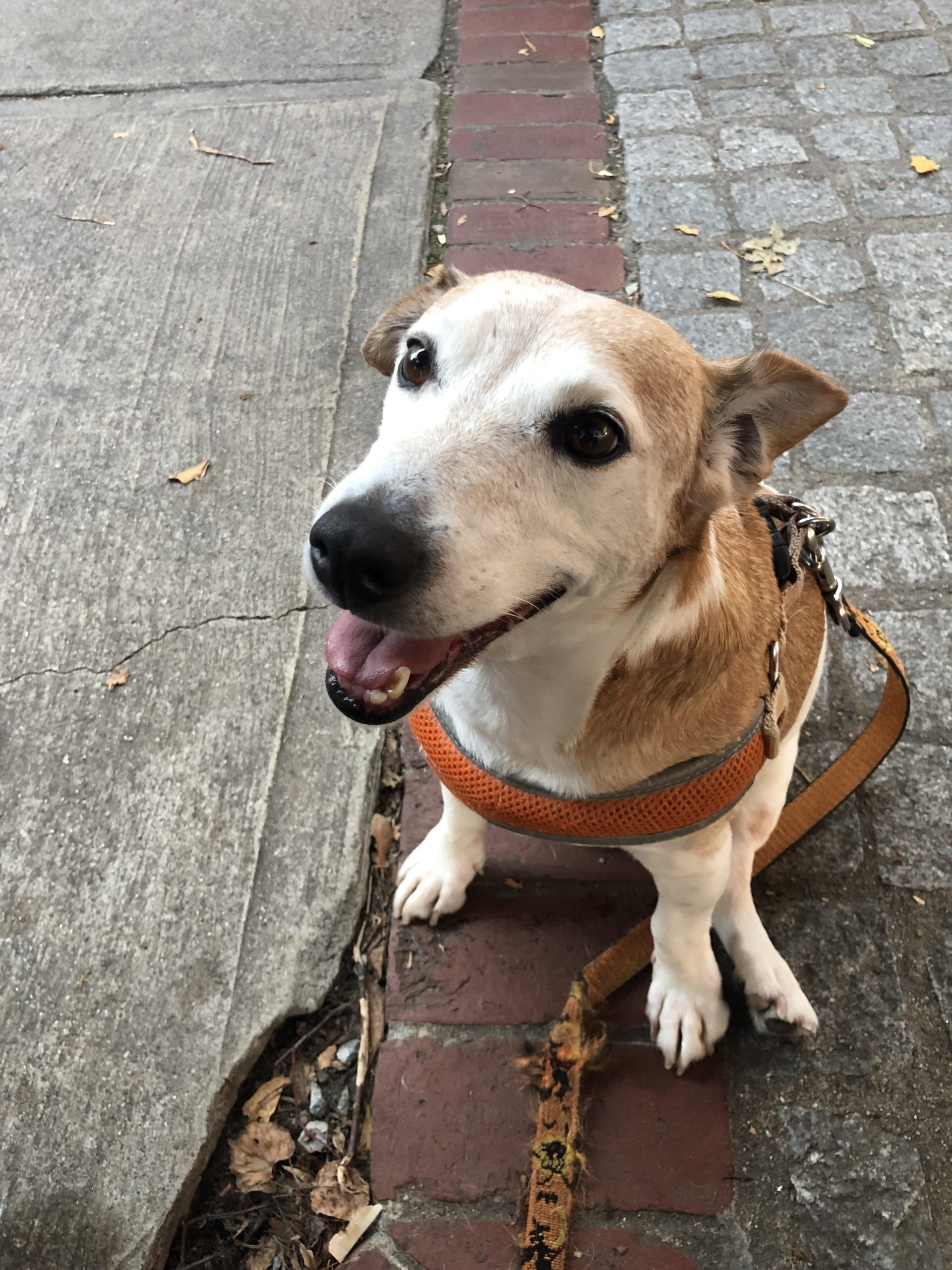 Chester now Petey