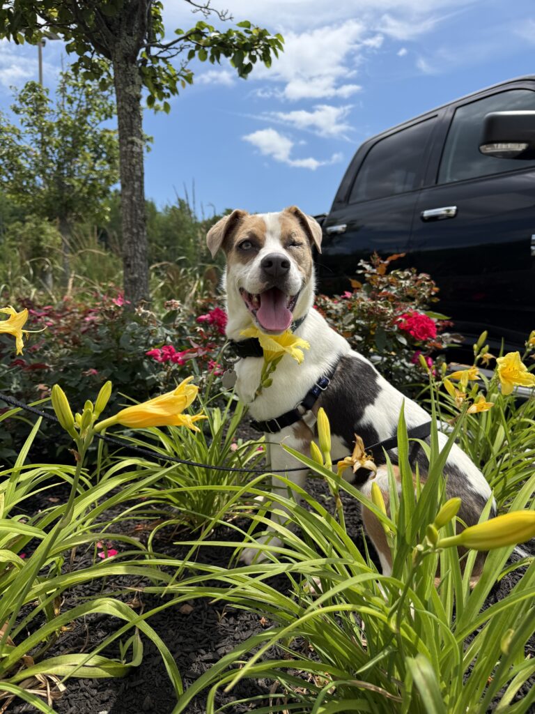 Jane, an adoptable dog at AWS, sits in a bed of flowers and smiles towards the camera on a dog date in Kennebunk, ME. Pet of the Week, July 2026.