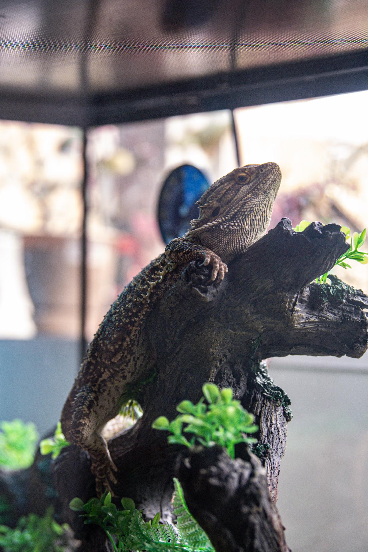 Mekko Is Ready to Rule Your Kingdom