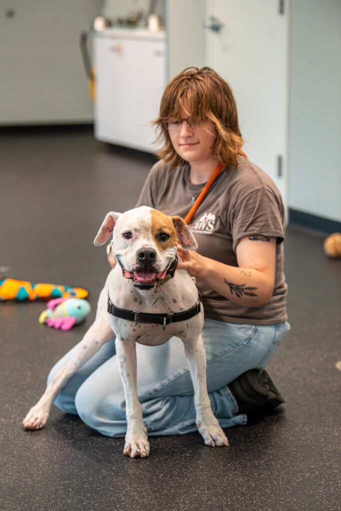 Tug, an adoptable dog at AWS, sits on the lap of an animal care tech in the training room. Pet of the Week, August 2026.