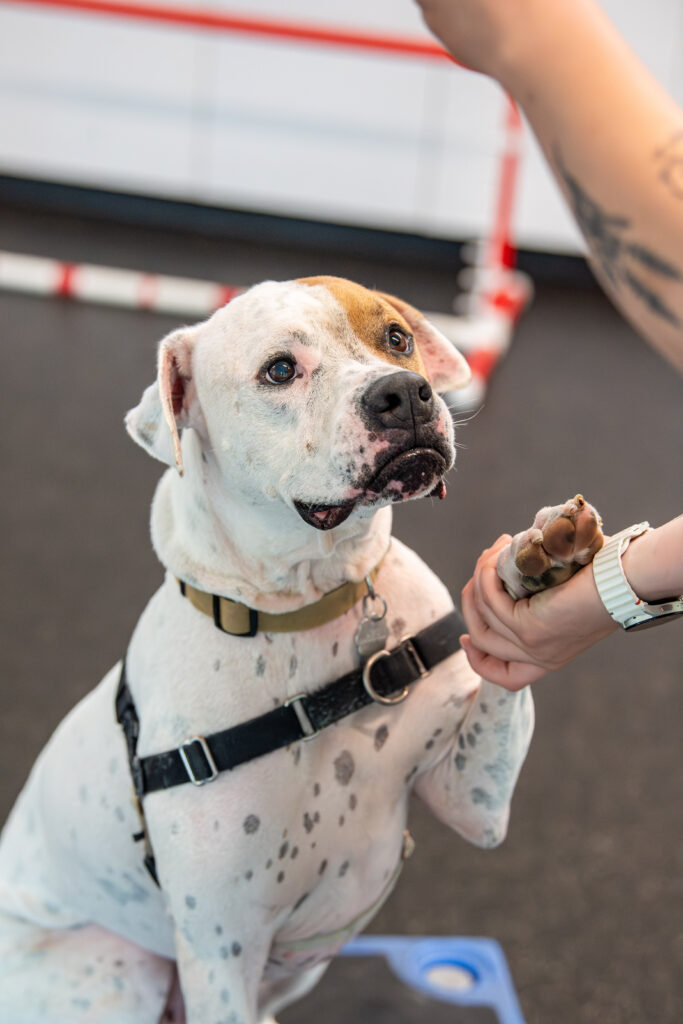 Tug, an adoptable dog at AWS, close up sitting on a platform giving paw in the training room. Pet of the Week, August 2026.