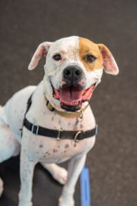 Tug, an adoptable dog at AWS, close up sitting on a platform in the training room. Pet of the Week, August 2026.
