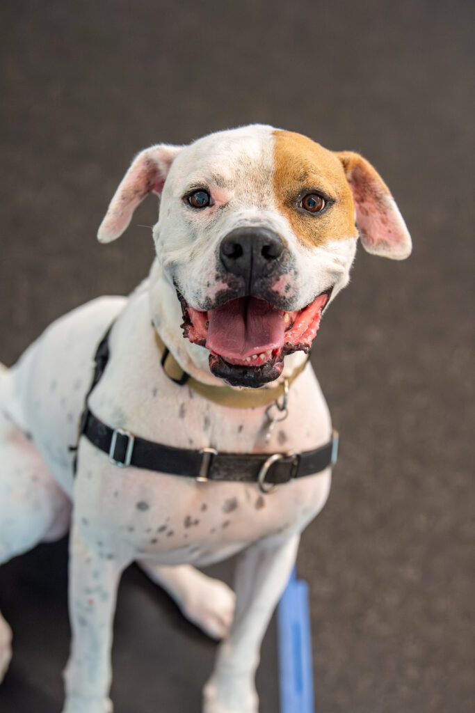 Tug, an adoptable dog at AWS, close up sitting on a platform in the training room. Pet of the Week, August 2026.